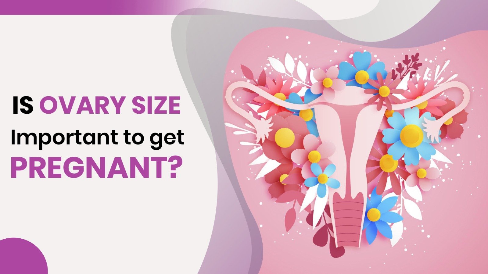 Is Ovary Size Important To Get Pregnant?