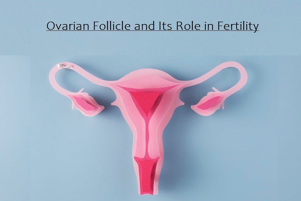 Ovarian Follicle and Its Role in Fertility: Understanding the Key to Reproduction