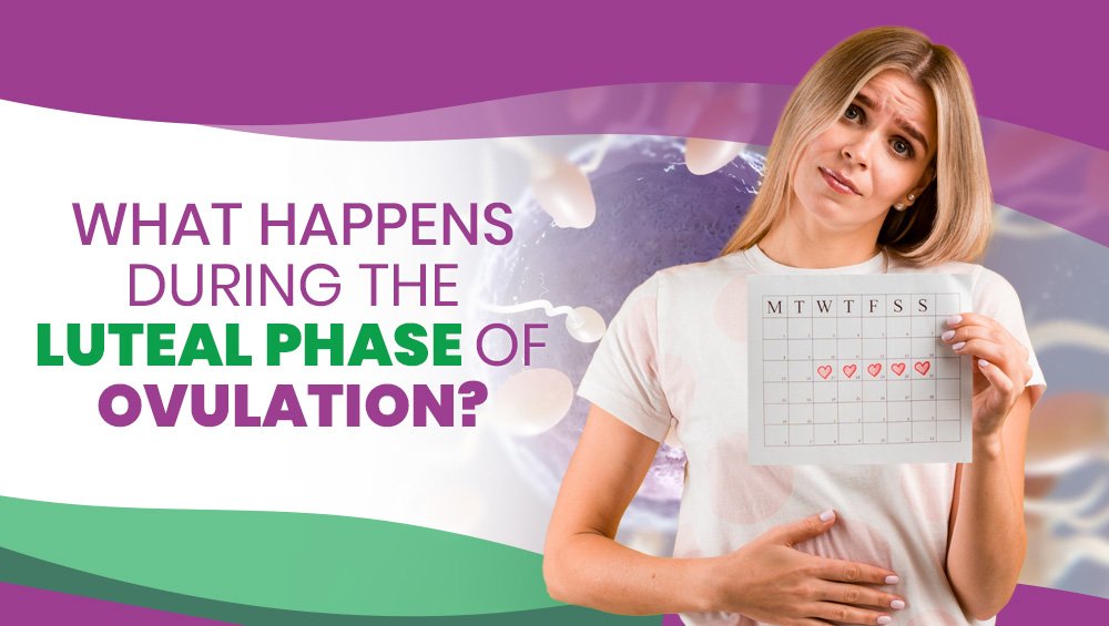 What Happens During the Luteal Phase of Ovulation?