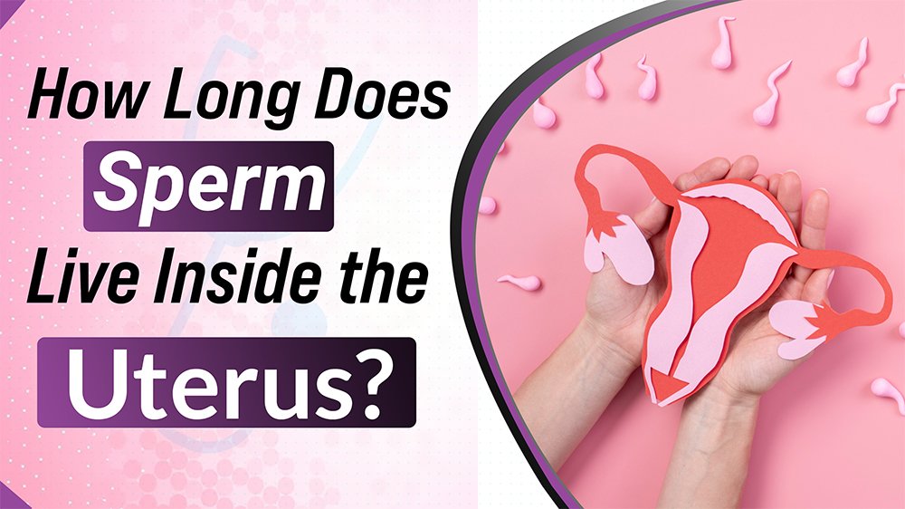 How Long Does Sperm Live Inside the Uterus?