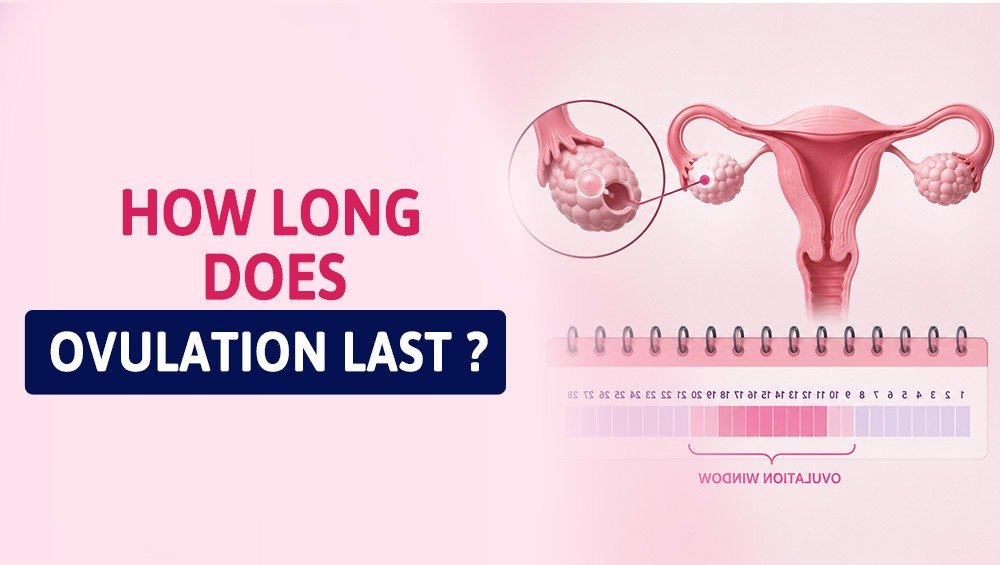 How Long Does Ovulation Last? 