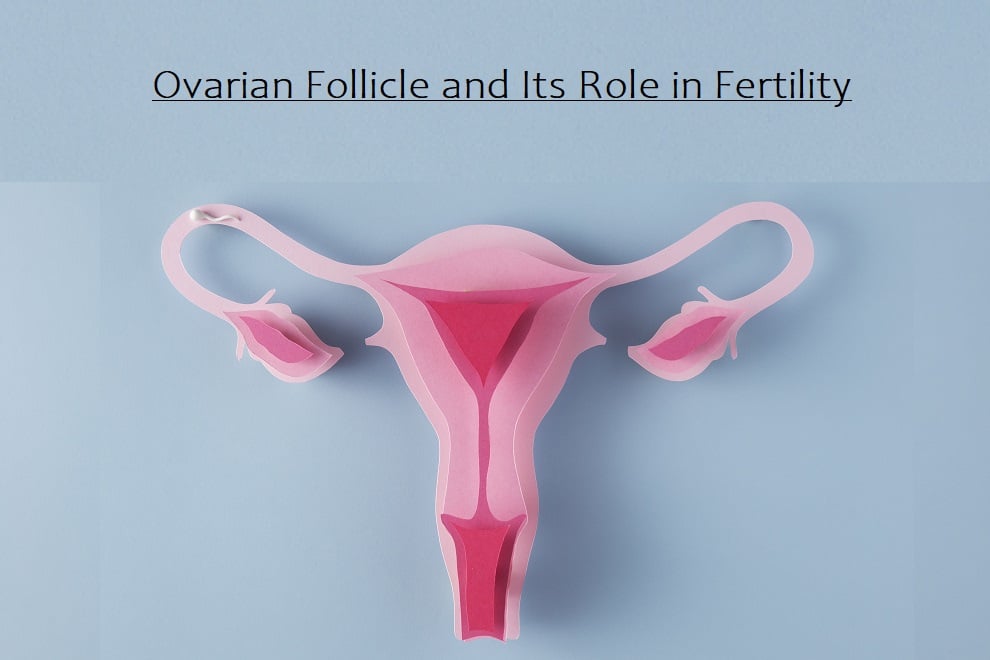 Ovarian Follicle and Its Role in Fertility: Understanding the Key to Reproduction