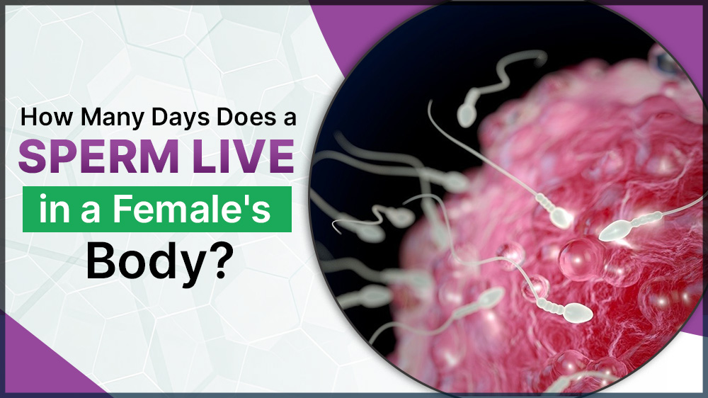 How Many Days Does a Sperm Live in a Female’s Body?