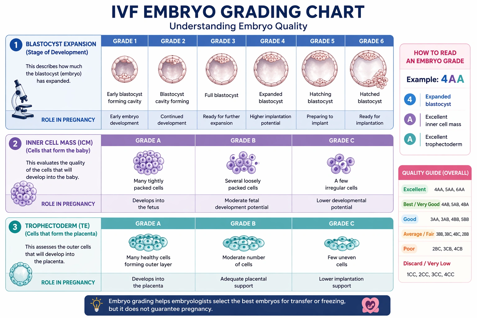 IVF Embryo Grading Chart