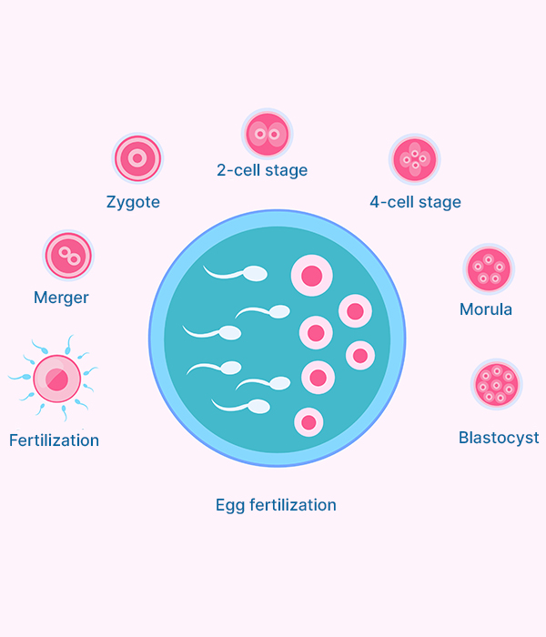 Step-by-Step: Blastocyst Culture Process