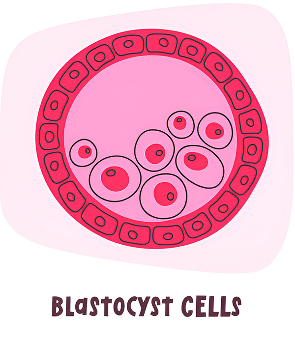 Blastocyst Culture Process: Step By Step